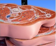 Organy i narządy 3B Scientific VA20