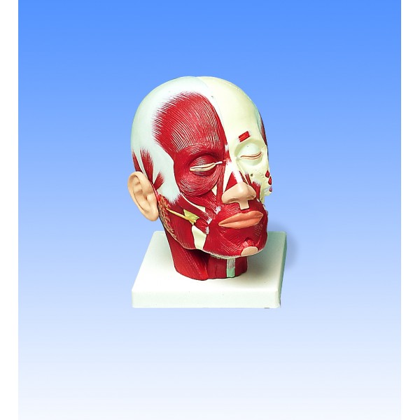 Organy i narządy 3B Scientific VB127