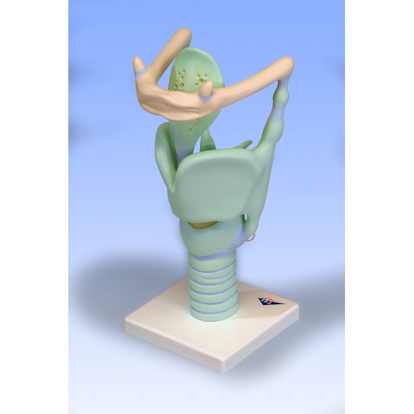 Organy i narządy 3B Scientific VC219