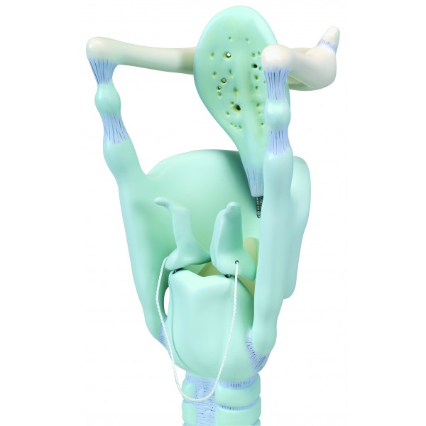 Organy i narządy 3B Scientific VC219