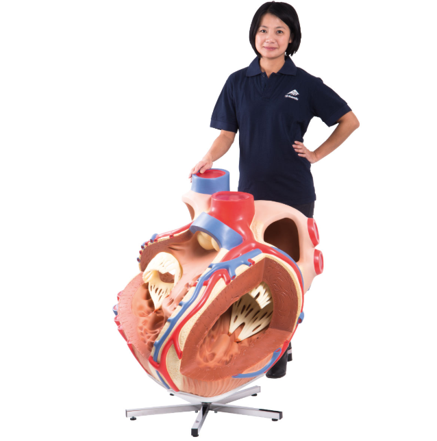 Organy i narządy 3B Scientific VD250