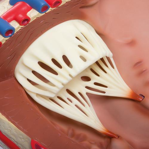 Organy i narządy 3B Scientific VD250