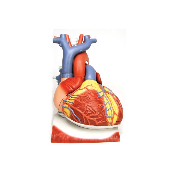 Organy i narządy 3B Scientific VD251