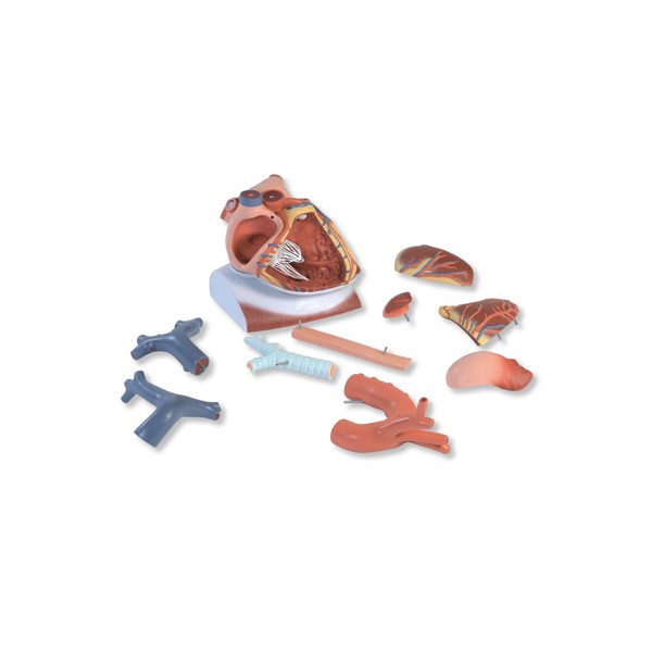 Organy i narządy 3B Scientific VD251