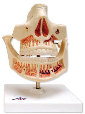 Organy i narządy 3B Scientific VE282