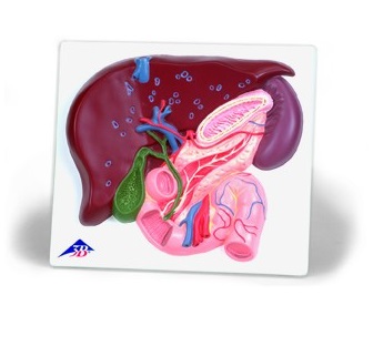 Organy i narządy 3B Scientific VE315