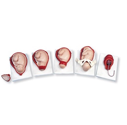 Organy i narządy 3B Scientific VG392