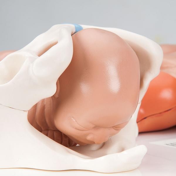 Organy i narządy 3B Scientific VG393