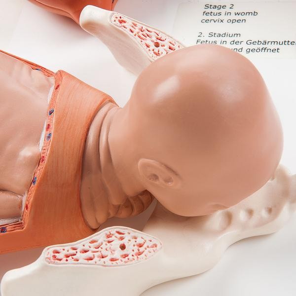 Organy i narządy 3B Scientific VG393