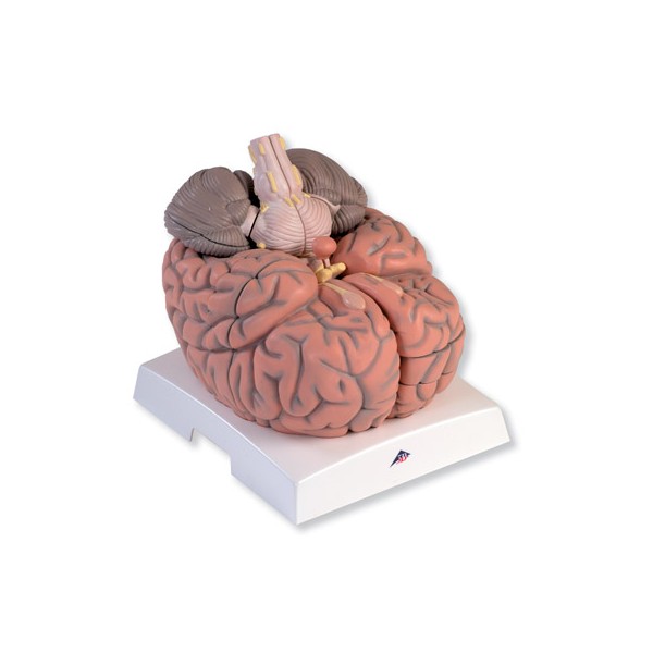 Organy i narządy 3B Scientific VH409