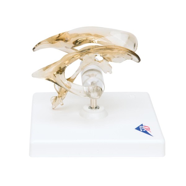 Organy i narządy 3B Scientific VH410