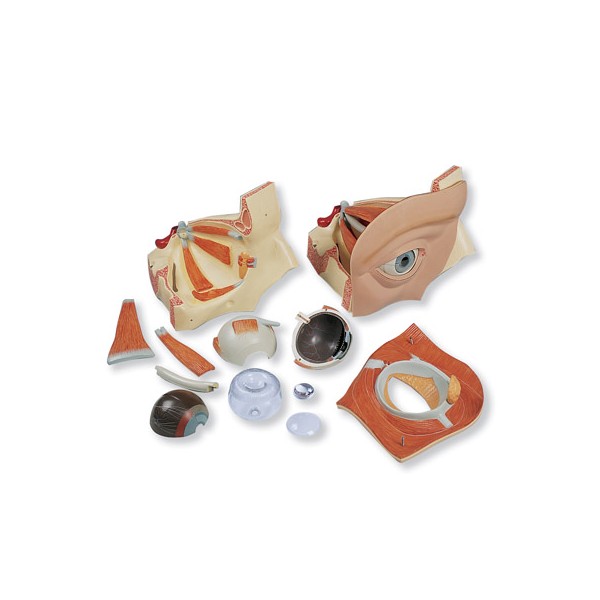 Organy i narządy 3B Scientific VJ500A