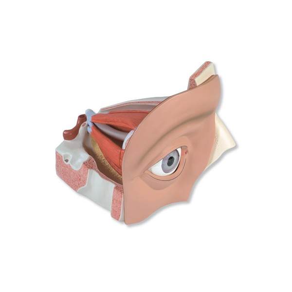 Organy i narządy 3B Scientific VJ500A