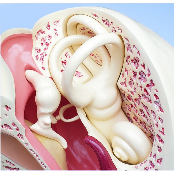 Organy i narządy 3B Scientific VJ510