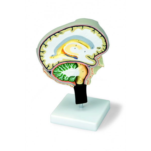 Organy i narządy 3B Scientific W19026