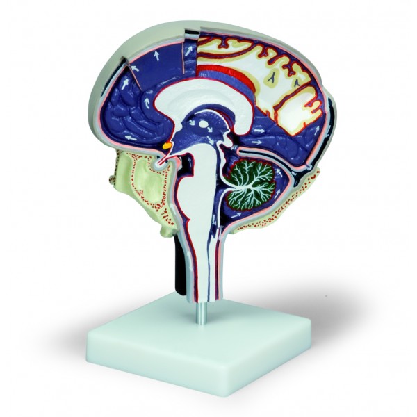 Organy i narządy 3B Scientific W19027