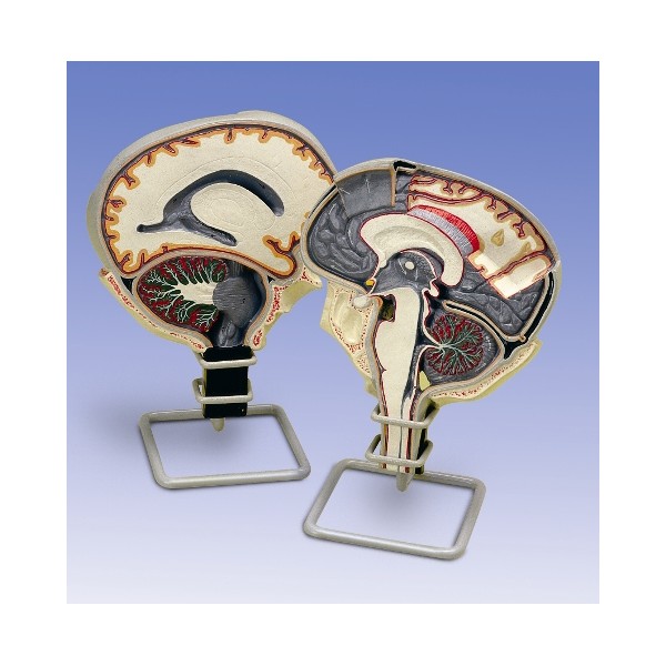 Organy i narządy 3B Scientific W19027