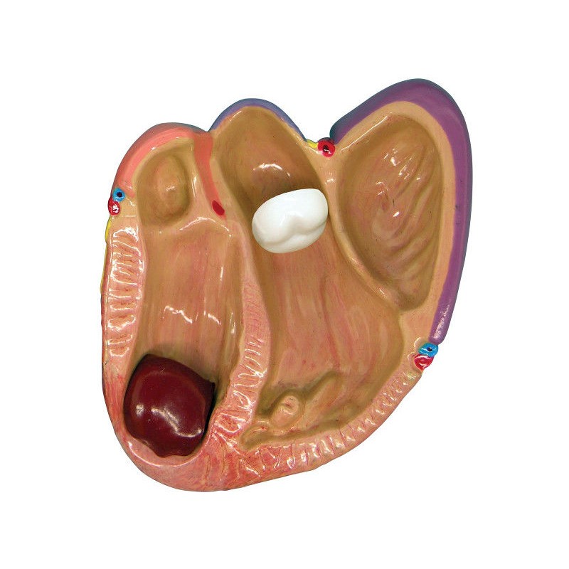 Organy i narządy 3B Scientific W33365