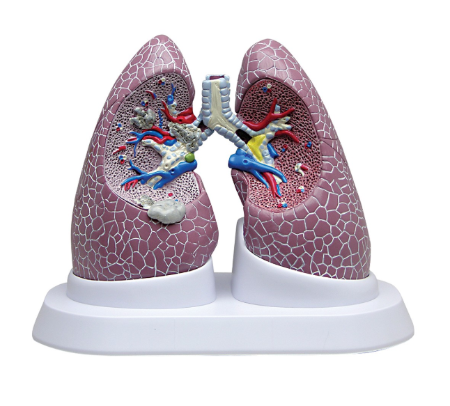 Organy i narządy 3B Scientific W33371