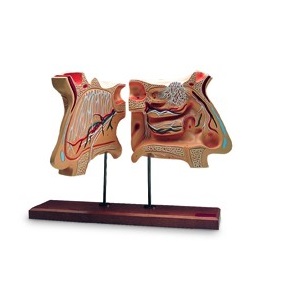 Organy i narządy 3B Scientific W42506