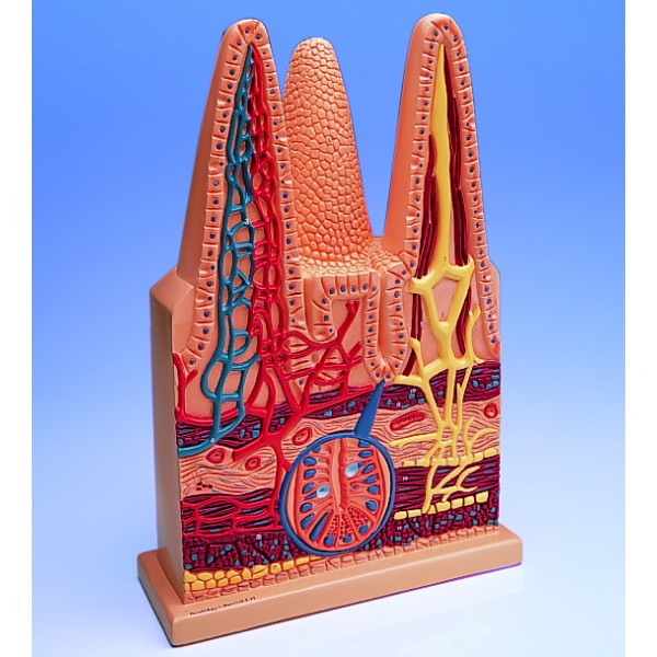 Organy i narządy 3B Scientific W42507