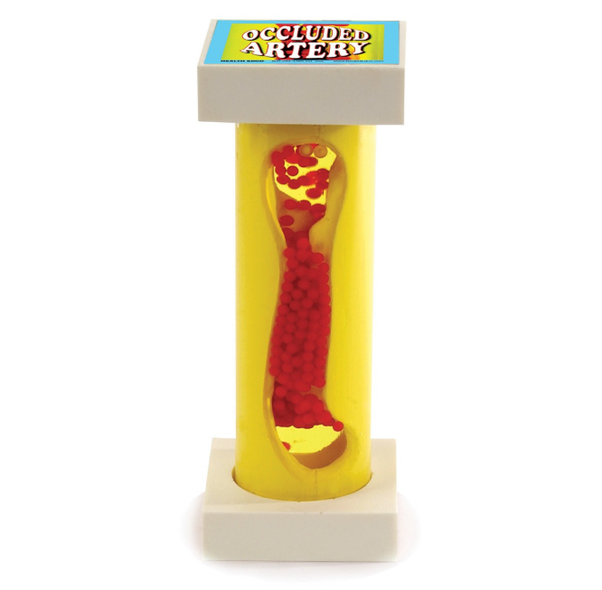 Organy i narządy 3B Scientific W43206