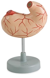 Organy i narządy ALTAY SCIENTIFIC 6090.03