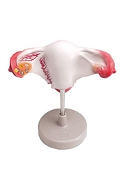 Organy i narządy ALTAY SCIENTIFIC 6180.09