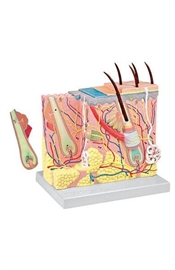 Organy i narządy ALTAY SCIENTIFIC 6202.00