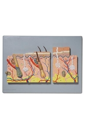 Organy i narządy ALTAY SCIENTIFIC 6202.08