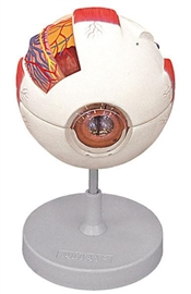 Organy i narządy ALTAY SCIENTIFIC 6210.01