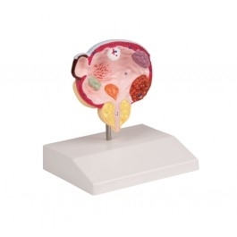 Organy i narządy ERLER ZIMMER K243