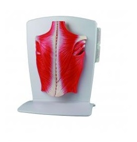 Organy i narządy ERLER ZIMMER M290