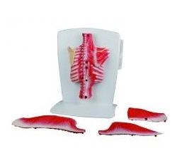 Organy i narządy ERLER ZIMMER M290