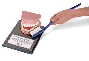 Organy i narządy Nasco Fantom uzębienia