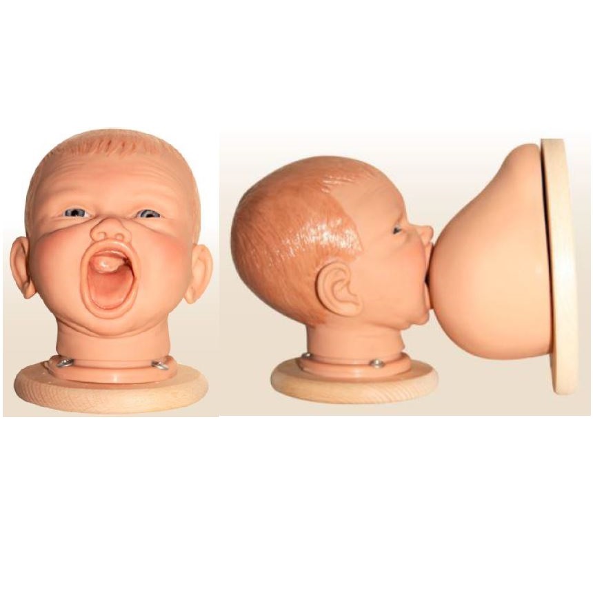 Organy i narządy Warda Głowa