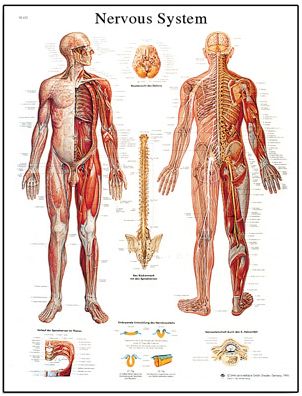 Plansze anatomiczne 3B Scientific VR1620
