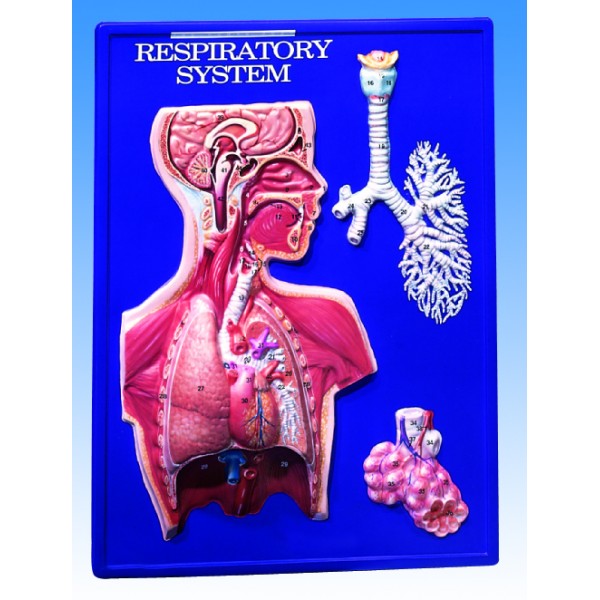 Plansze anatomiczne 3B Scientific W40202