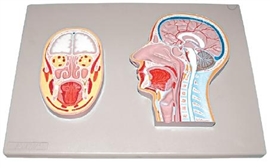 Plansze anatomiczne ALTAY SCIENTIFIC 6030.02 (przekrój)