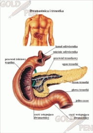 Plansze anatomiczne B/D PBI-FAC1