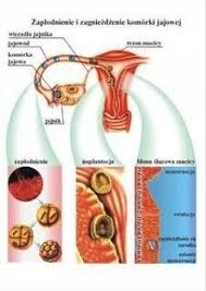 Plansze anatomiczne B/D PBI-FAC2
