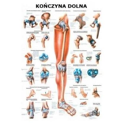 Plansze anatomiczne Rüdiger-Anatomie Kończyna dolna