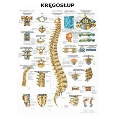 Plansze anatomiczne Rüdiger-Anatomie Kręgosłup