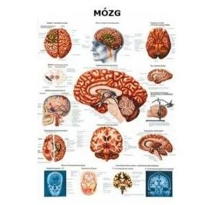Plansze anatomiczne Rüdiger-Anatomie Mózg