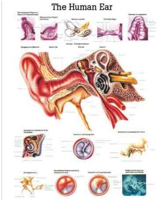 Plansze anatomiczne Rüdiger-Anatomie Ucho