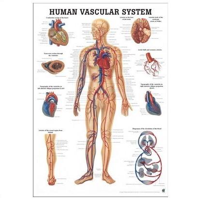 Plansze anatomiczne Rüdiger-Anatomie Układ krwionośny 3D