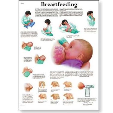 Plansze edukacyjne 3B Scientific VR1557