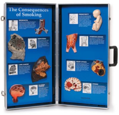 Plansze edukacyjne 3B Scientific W43047