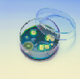 Podłoża gotowe do użycia LMS – LabMediaServis Agar Saligella Shigella