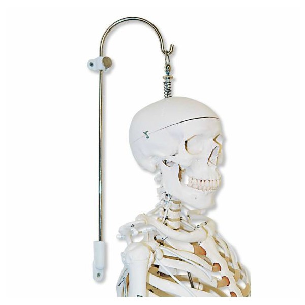 Statywy na szkielety 3B Scientific A59/8